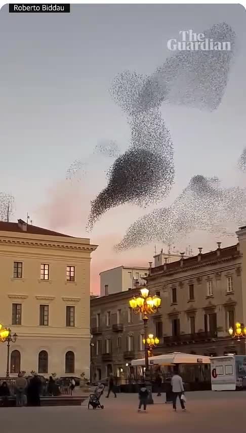 A flock of birds in flight